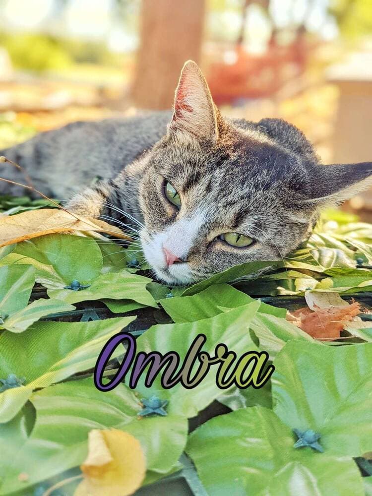 Foto di Ombra