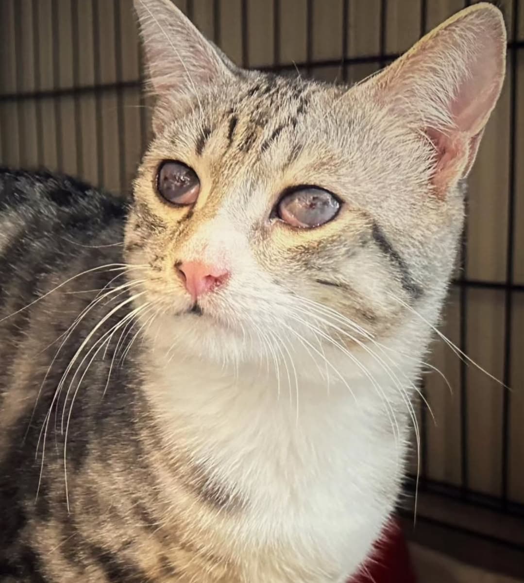 Foto 2 di Ice Baby e Capitan Uncino