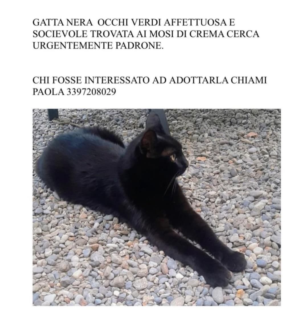 Gatta nera dolce e socievole in cerca di casa