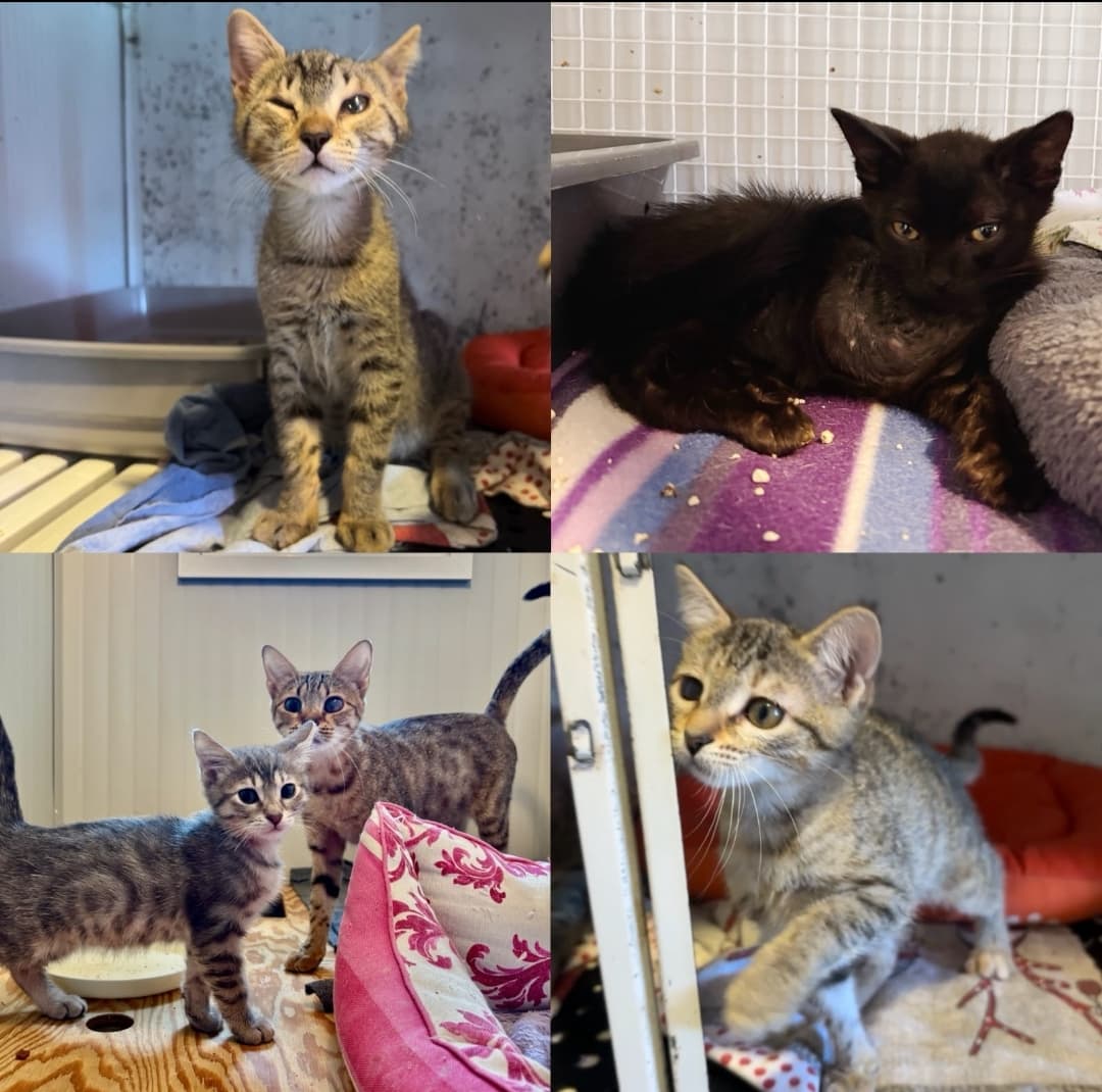 Foto di Adozioni cuccioli