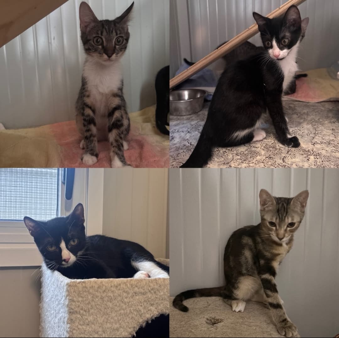 Foto 3 di Adozioni cuccioli
