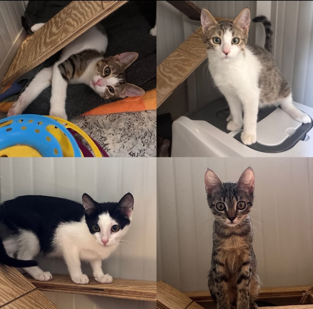Foto 4 di Adozioni cuccioli
