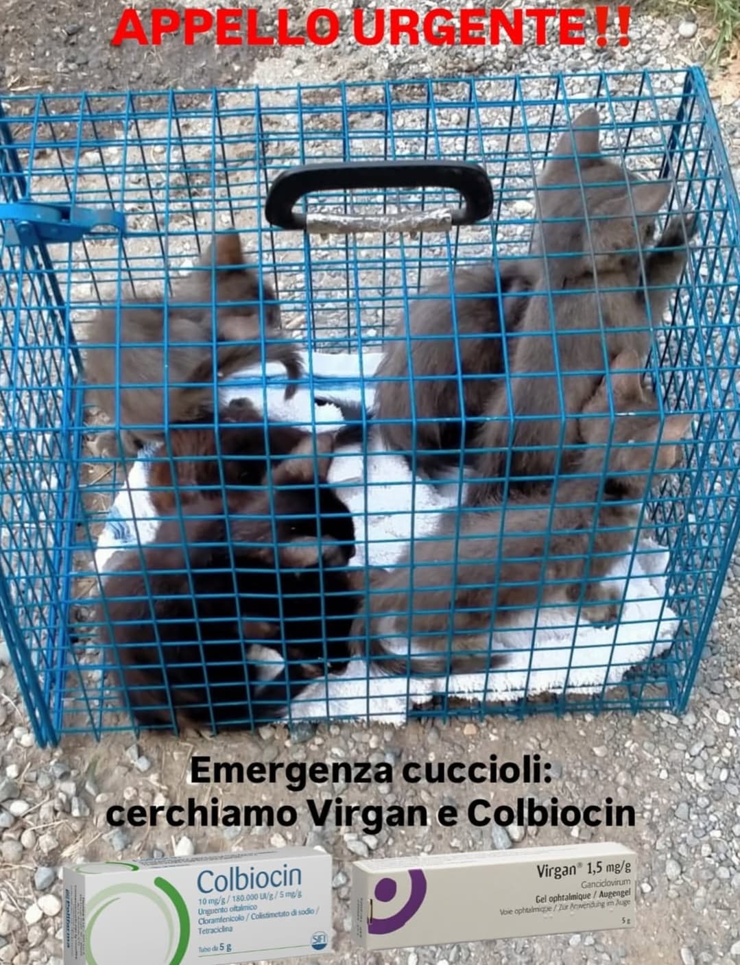 Emergenza cuccioli: cerchiamo Virgan e Colbiocin